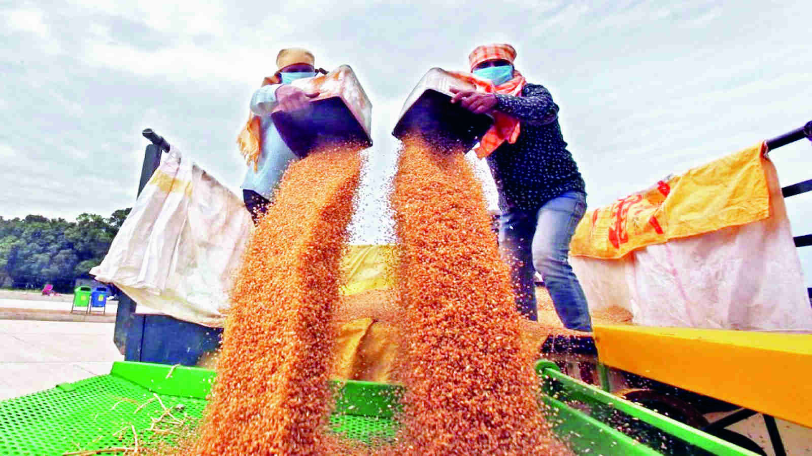 Govt Sells 2 84 Lakh Tonnes Wheat 5 830 Tonnes Rice From Buffer Stock