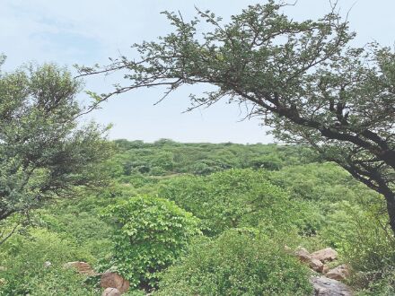 Wildlife census in Gurugrams Aravallis postponed to next year