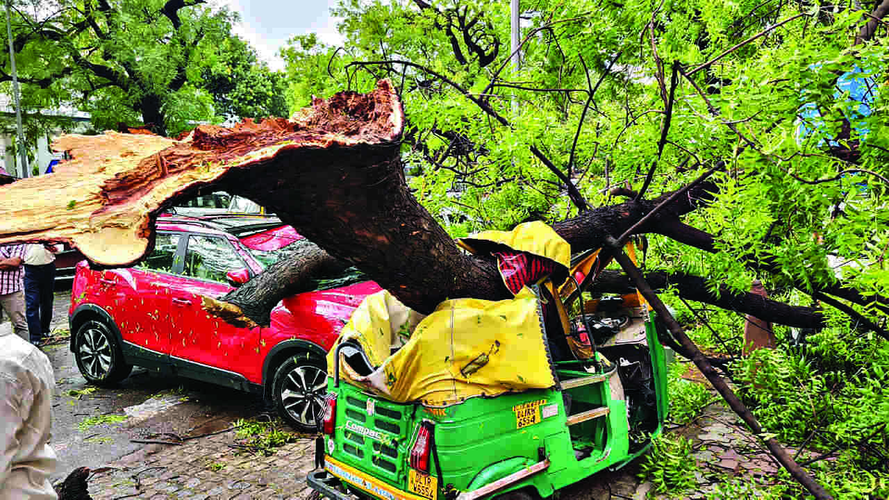 MCD planning to use uprooted   trees, branches in crematoriums