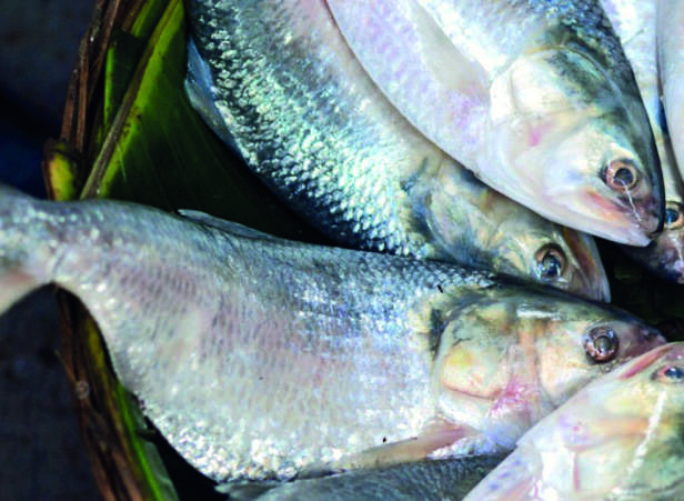 Hilsa from Bdesh likely to hit Kolkata markets in a day or two