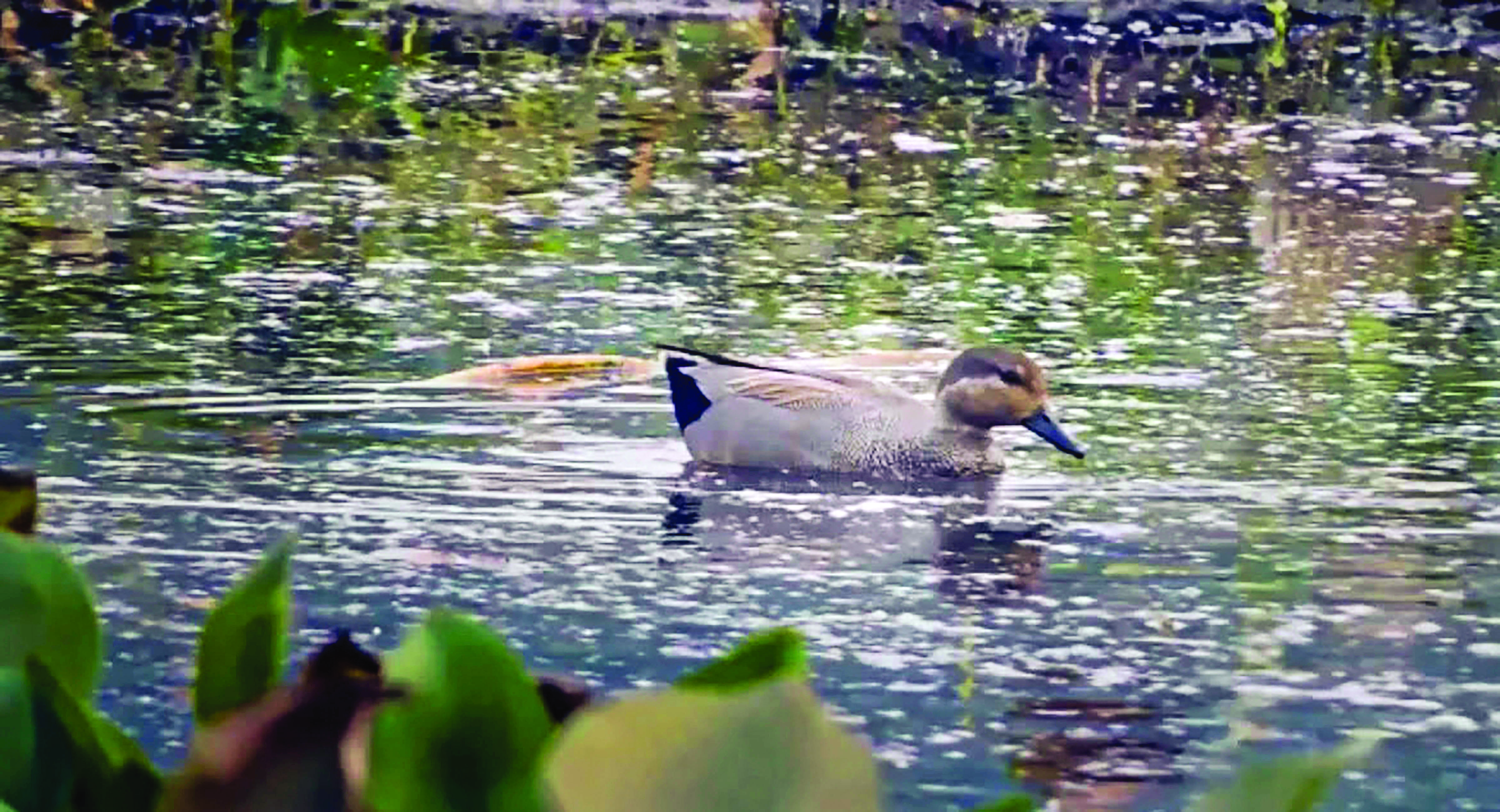 Over 7K migratory birds flock Santragachi Jheel