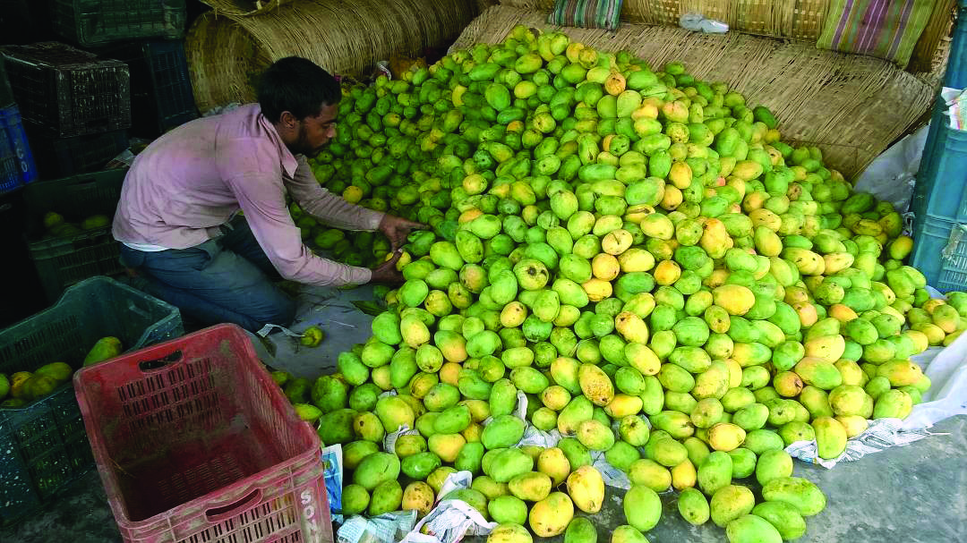 Malda mangoes to be part of fest in Delhi