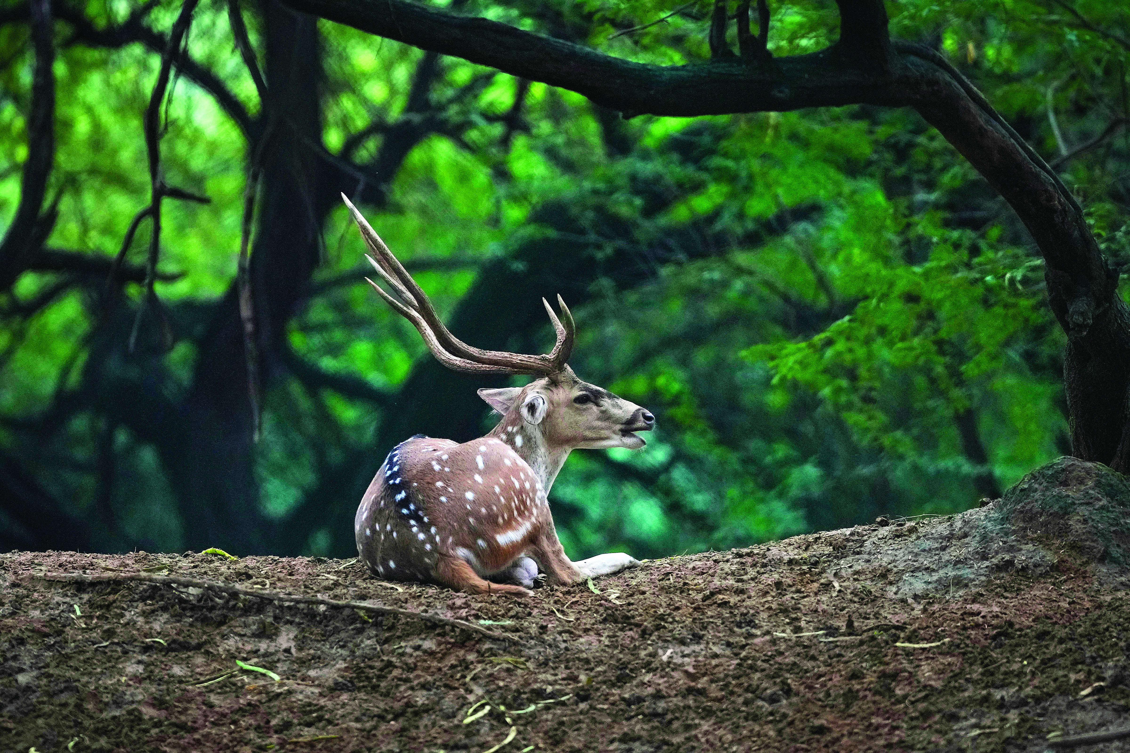 Deer Park in South Delhi de-recognised as mini zoo