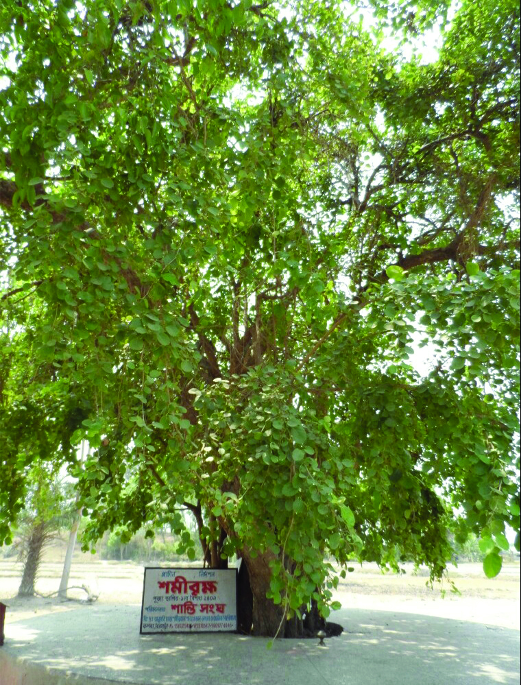 Preserved since time immemorial, ‘Shami tree’ to boost tourism in South Dinajpur