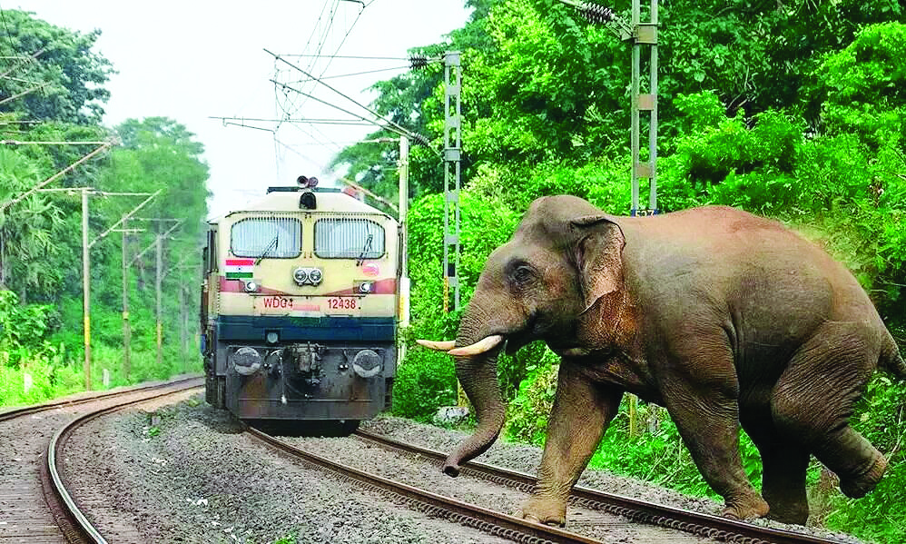 AI-based surveillance helps eliminate elephant deaths due to train ...