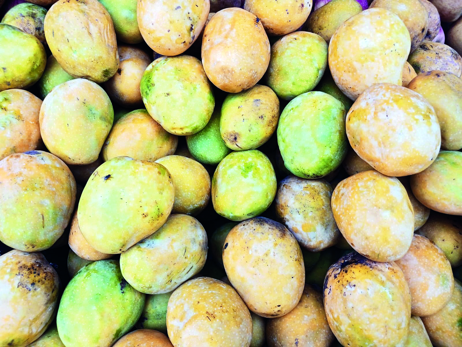 Malda’s mangoes & litchis to hit markets of Europe and Middle East