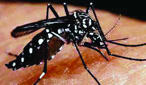 Malda admin taking multiple steps to counter dengue spread