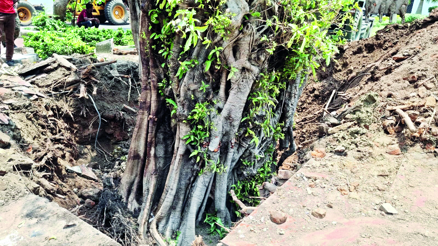 Army replants old trees uprooted in cyclone