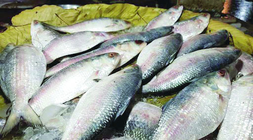 At only 20 tonnes, Hilsa first catch of the season ‘disappointing’