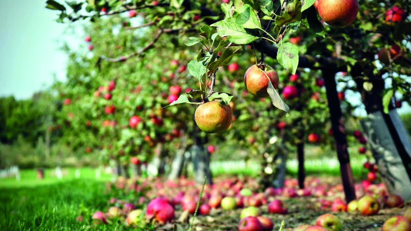 Himachal: Ahead of apple season, govt reaffirms stand on ‘standard’ apple boxes