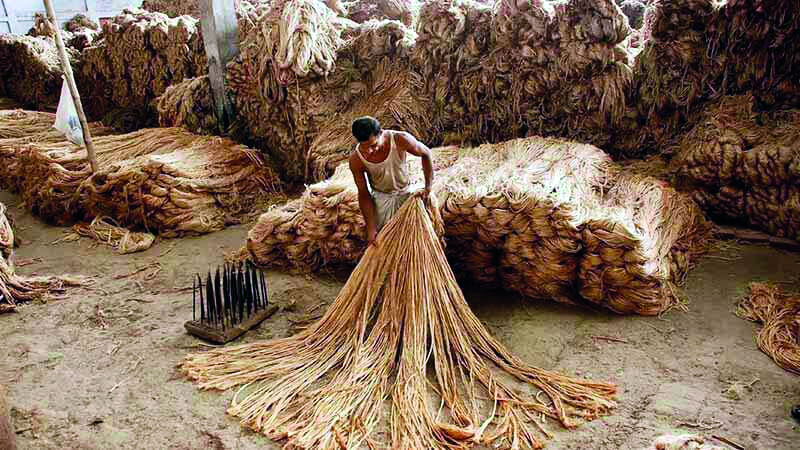 In a first, jute included in crop insurance scheme