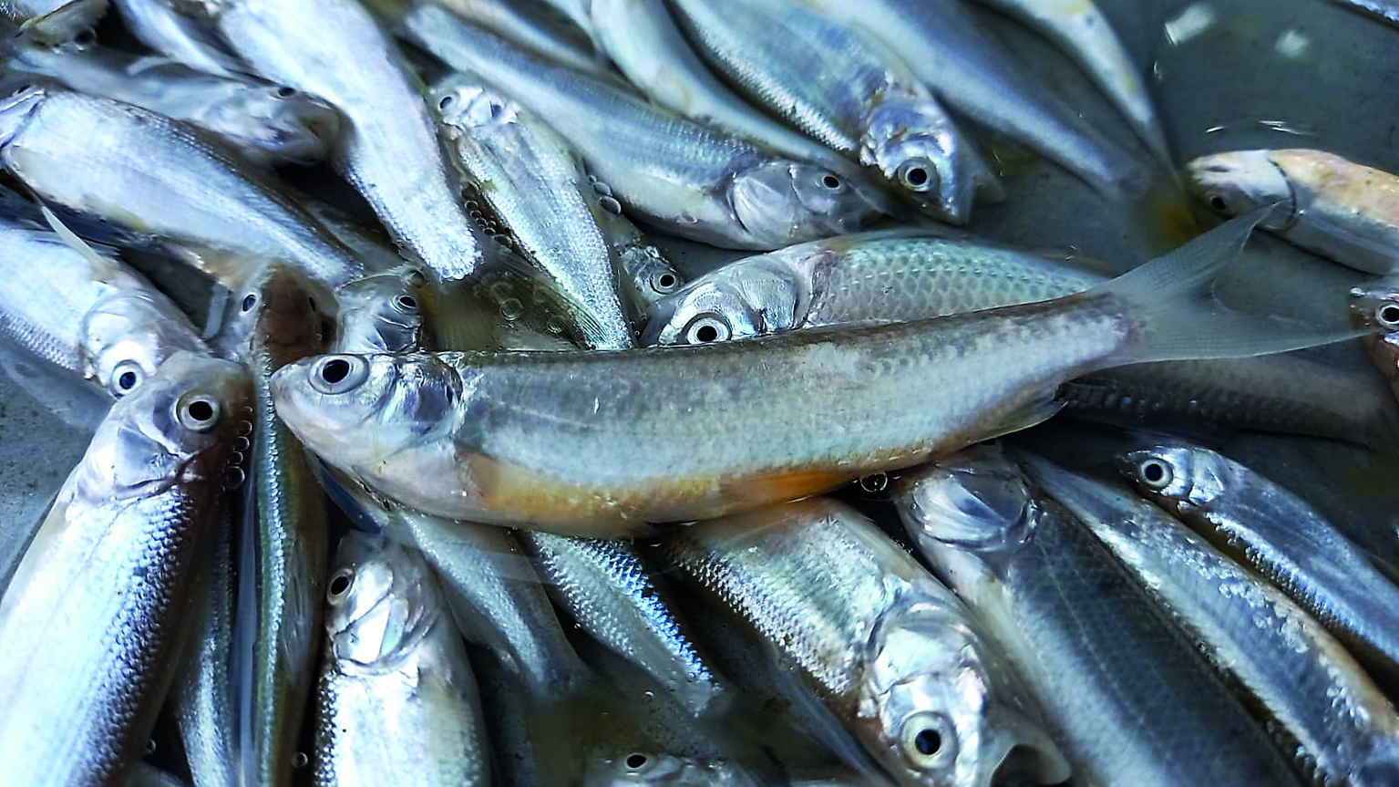 Piali Fish of Bihar being sold as Teesta’s famous Borali