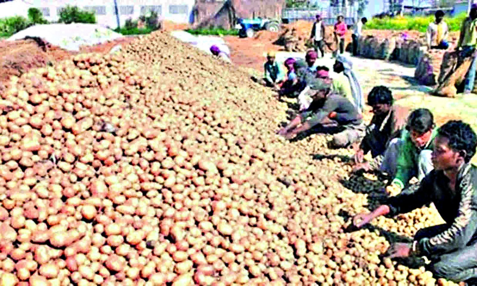 CM allows ‘conditional potato export’ to other states