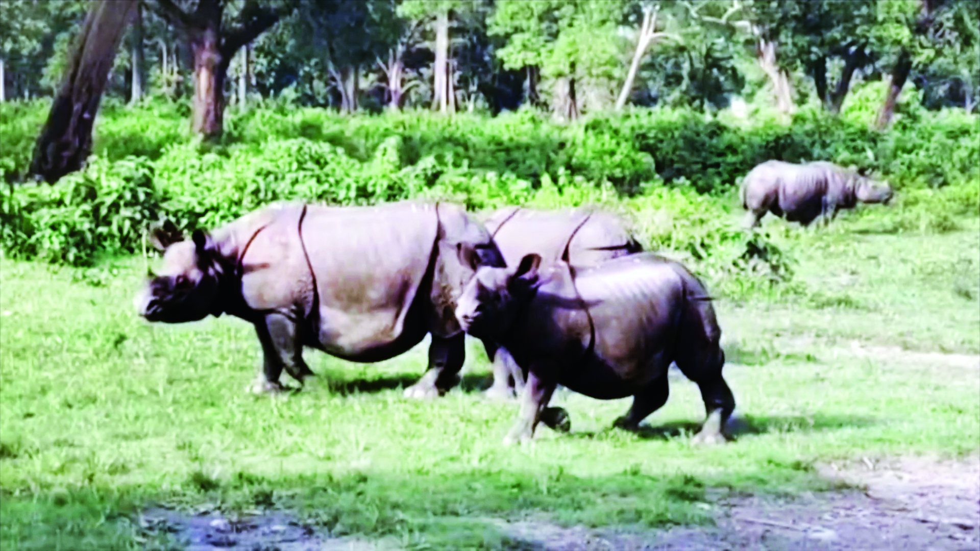 Concerns rise over tapeworm infections among rhinos at Jaldapara National Park