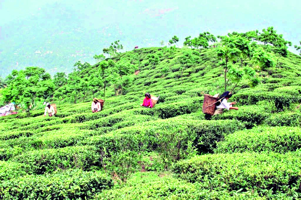 For 2023-24 fiscal: Tea garden  owners ‘advised’ to pay 16% bonus