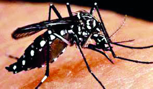 Dengue and Chikungunya cases surge in Malda, health authorities on alert