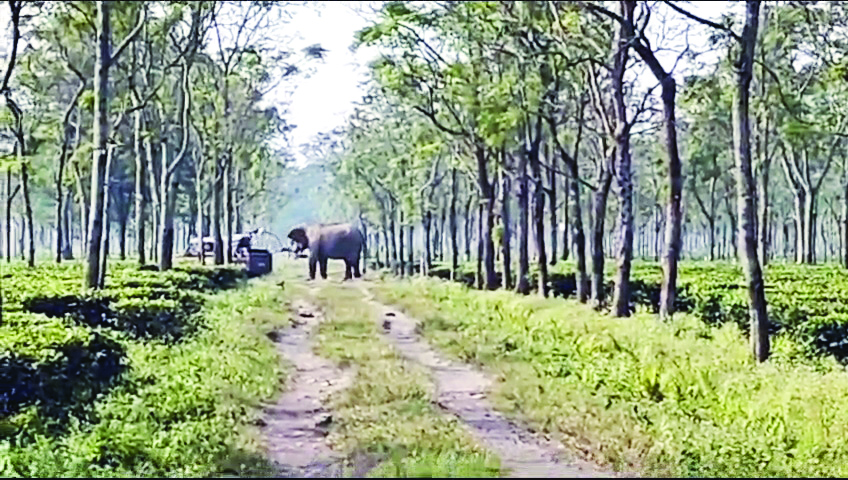 Elephant calf dies   after falling into drain in Karbala Tea Garden