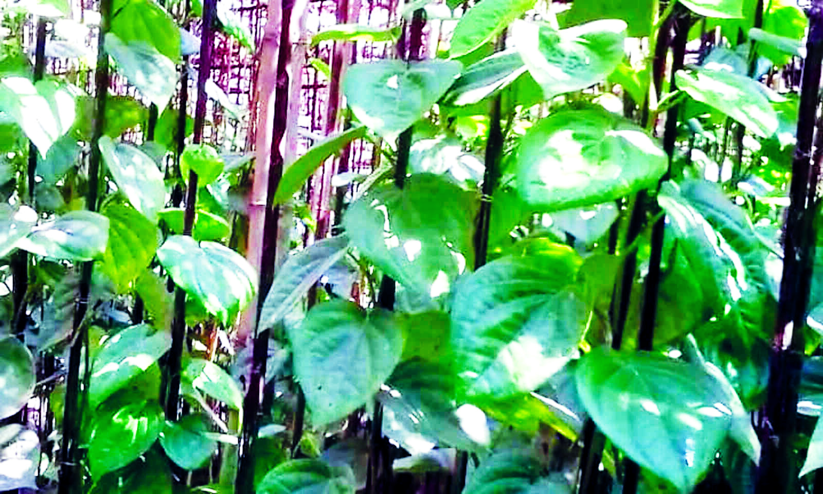 State fixes number of betel leaves in a bundle at 70; rule effective from Dec 15