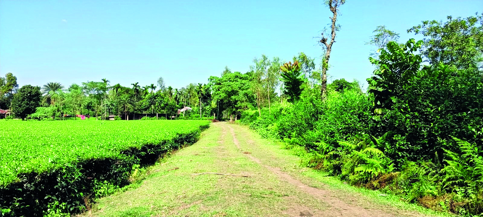 Land ownership dispute arises on India-Bangladesh border