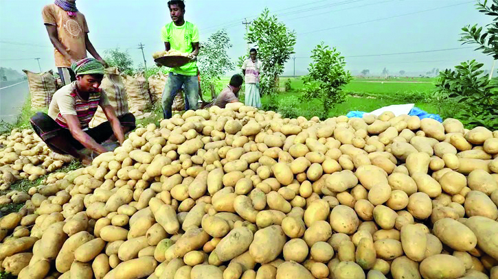 Potato prices dip in Balurghat due to halted exports to B’desh