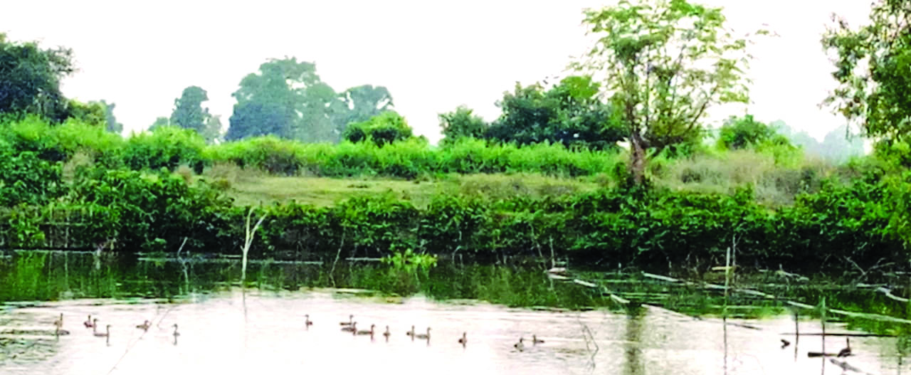 Migratory birds turn Chakmadhab village into their winter haven