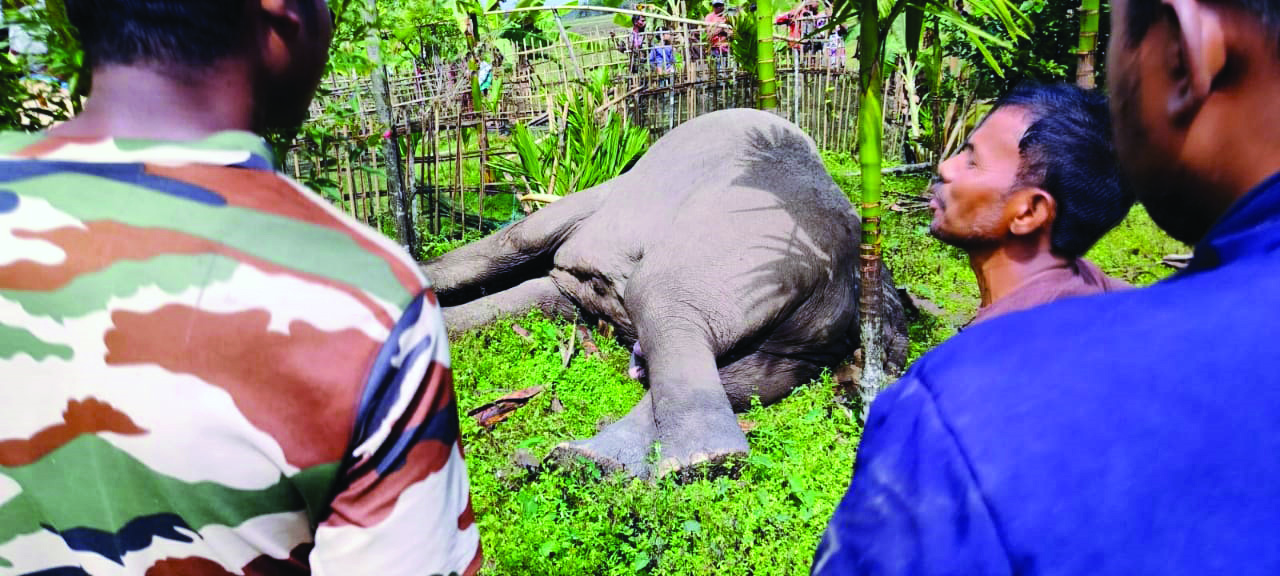 Alipurduar: Man sentenced to 3-year RI  for killing elephant with electric fence