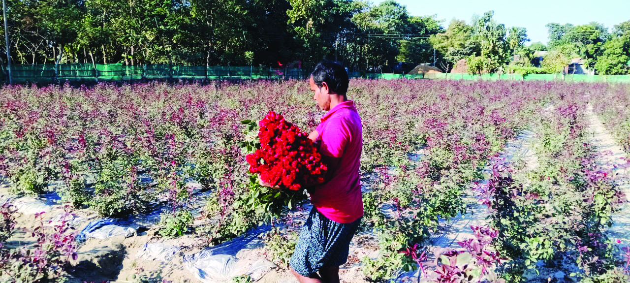 Farmer sets benchmark with commercial rose cultivation