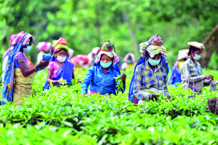 Jalpaiguri tea garden workers receive 2nd housing installment