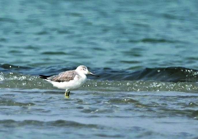 Third edition of ‘Sunderban Bird Festival’ to kick off from January 22