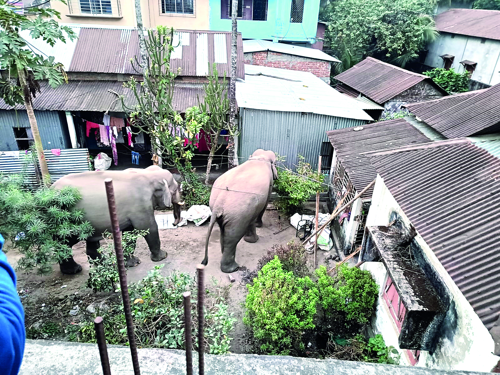 Pair of wild elephants cause panic in Falakata; town paralysed for hours