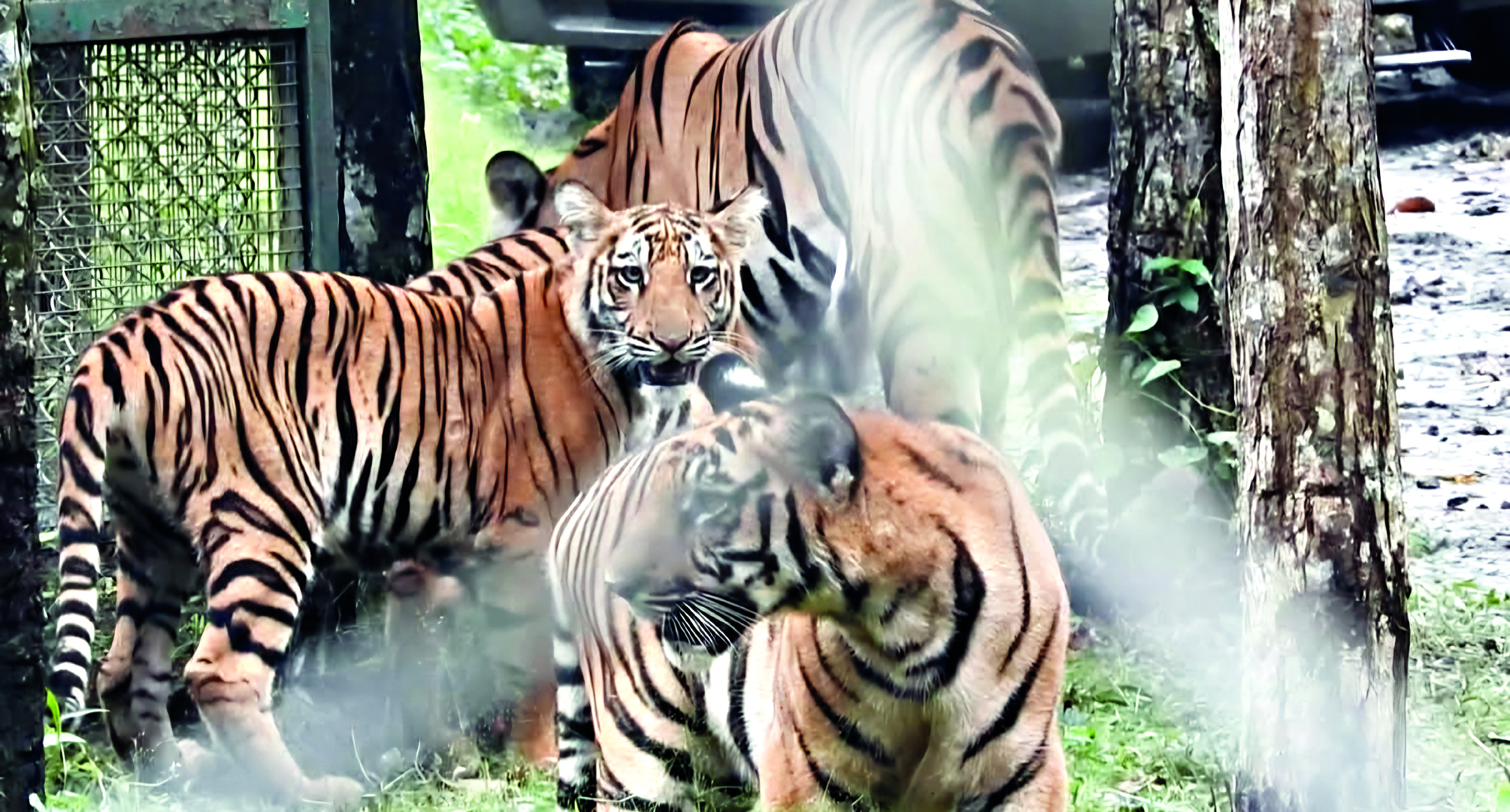 Bengal Safari Park makes arrangements to protect animals from biting cold