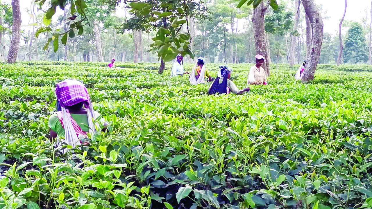 Tea plucking to resume in Dooars on Feb 17