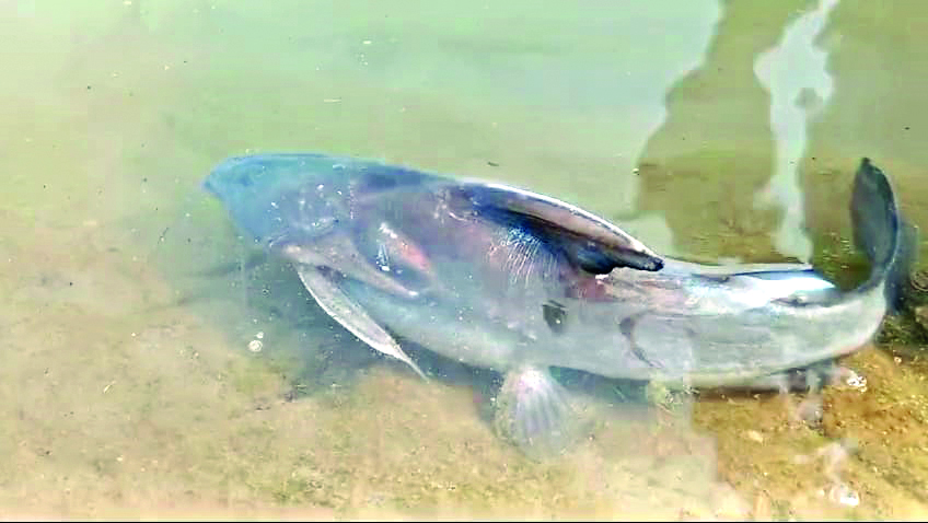 Mass death of fishes in   Teesta River sparks concern