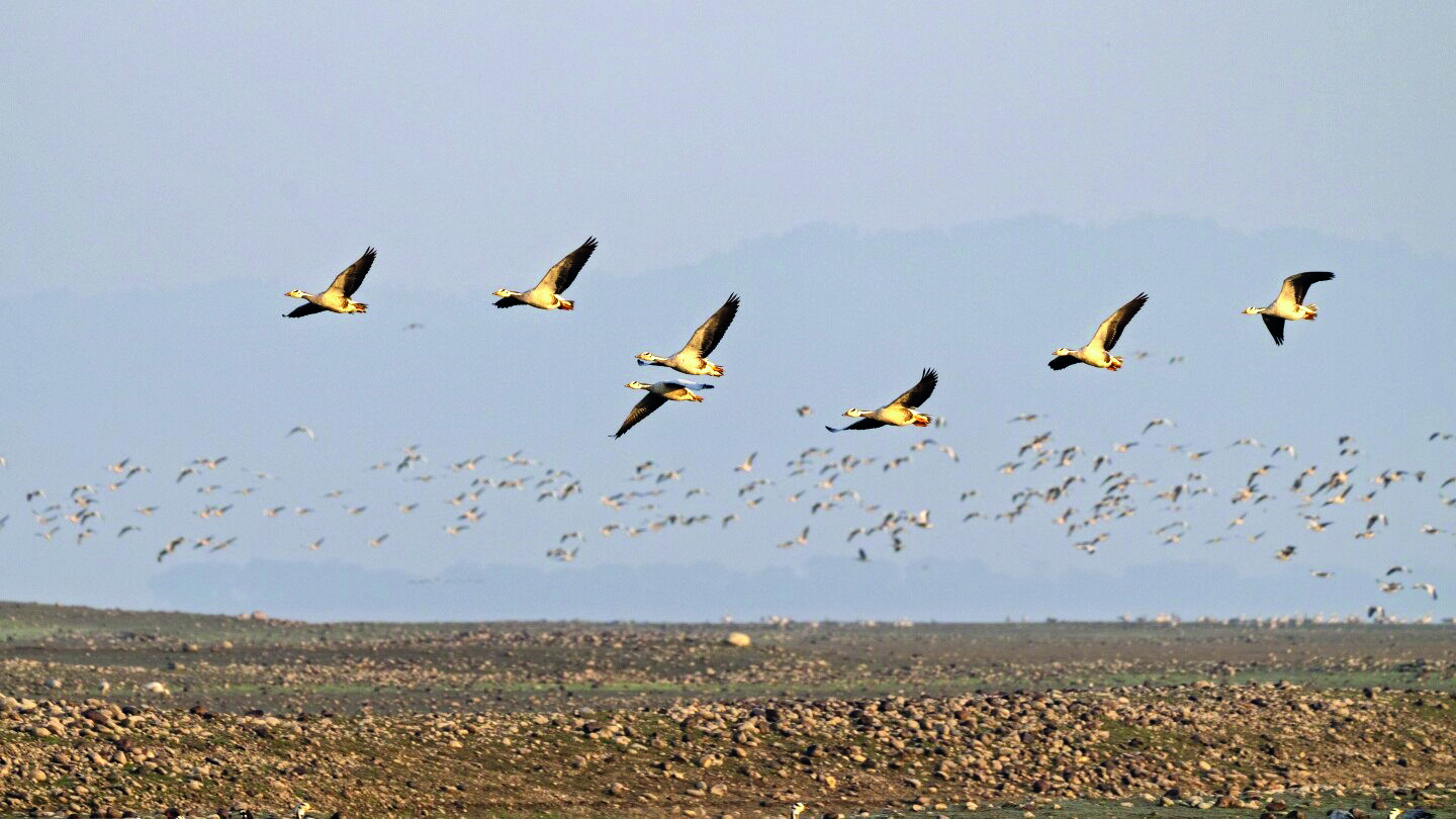 Most welcome: Feathered guests descend on Himachal’s Pong Dam lake in record number, pique interest