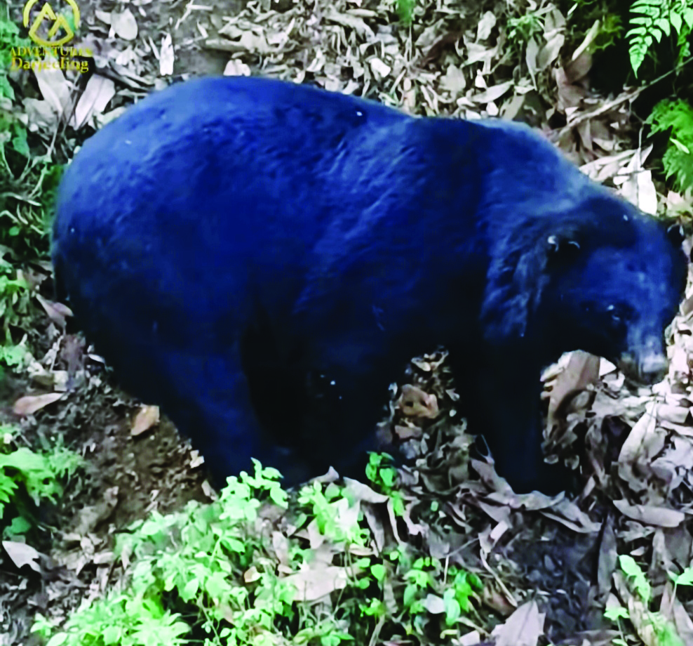 Himalayan black bear rescued from Darjeeling town