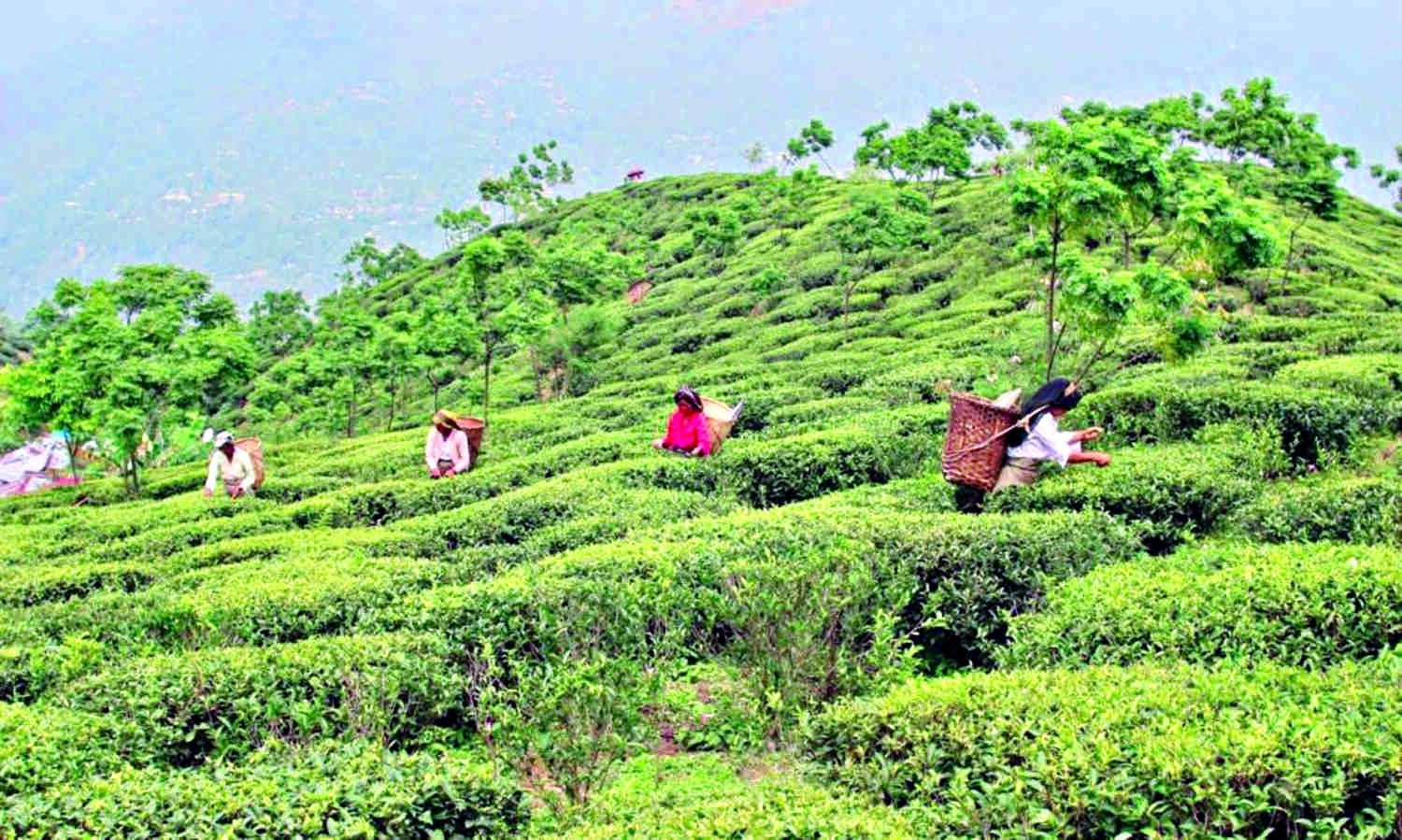 CM assures non-implementation of 30% freehold land proposal in tea gardens