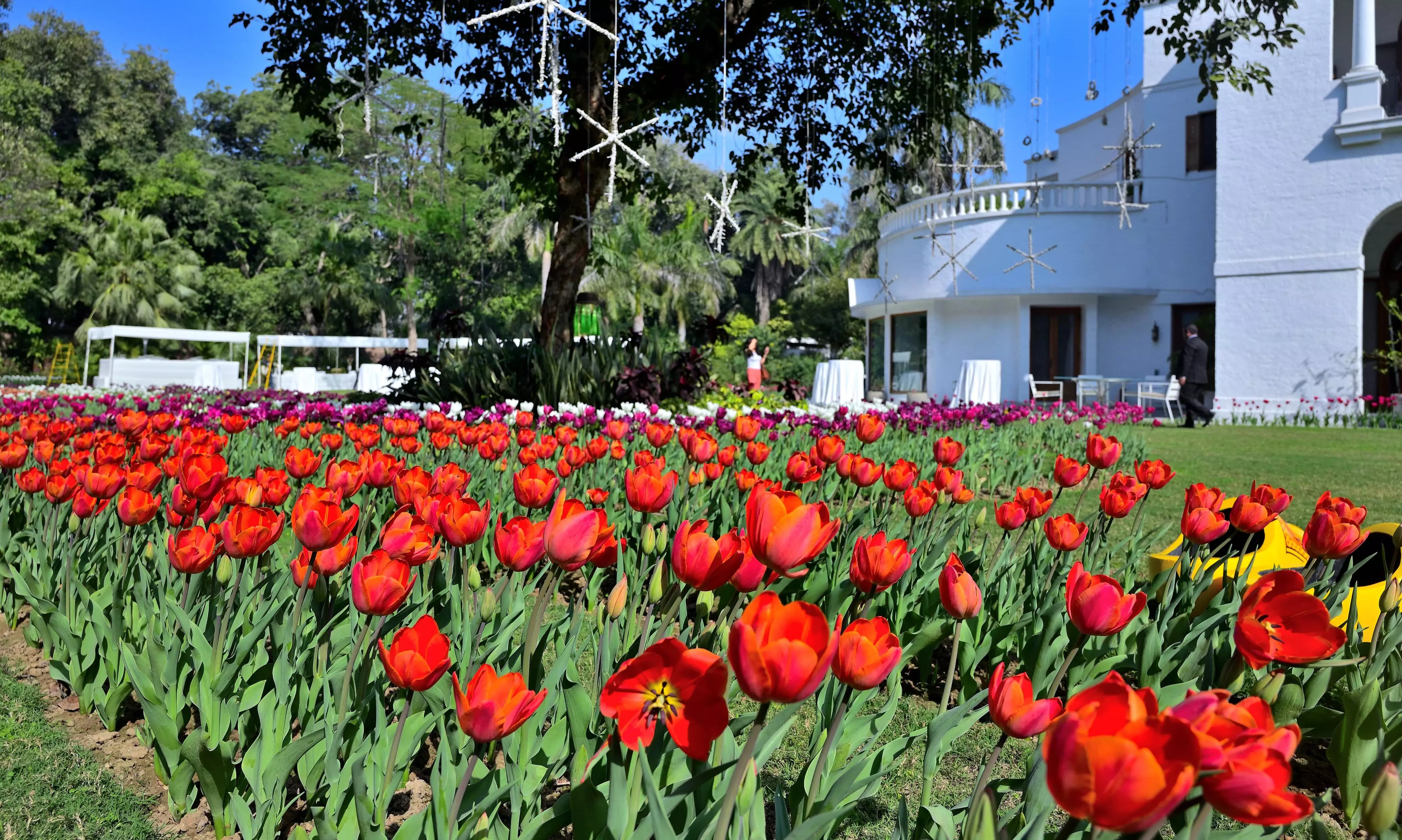 The Netherlands tulips in India: 60,000 tulips bloom at the Netherlands Residence