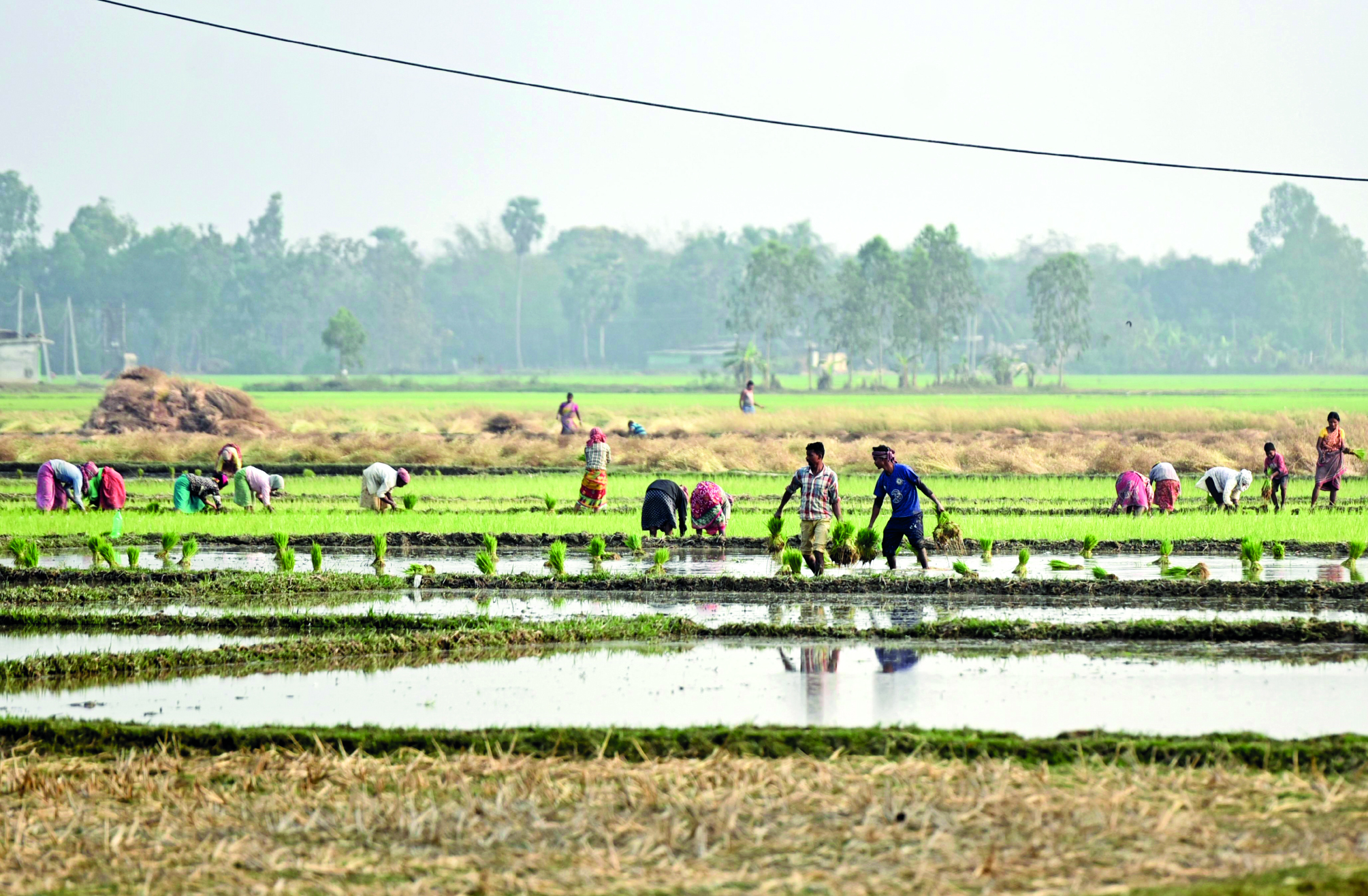 South Dinajpur Agri dept to implement block-based natural & traditional farming