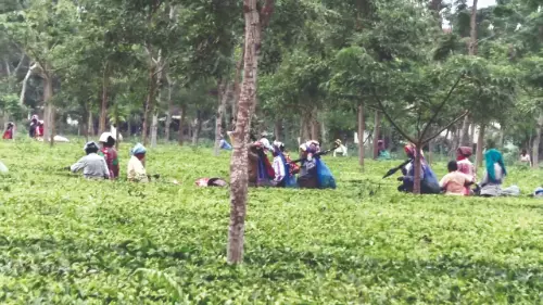 State allows 30% use of uncultivated tea garden land for industries