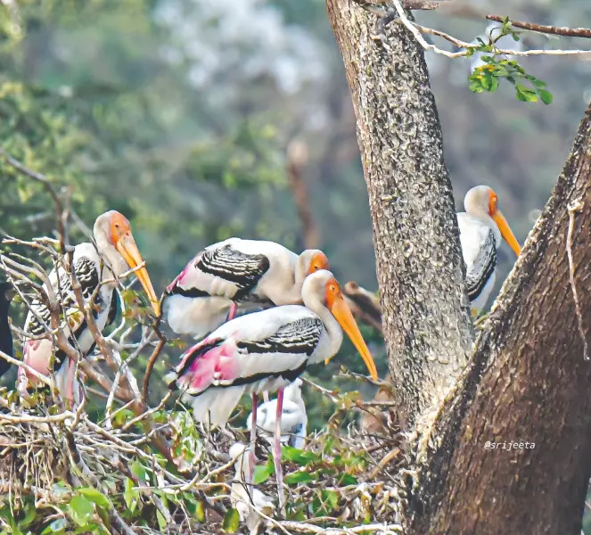 State Biodiversity Board comes up with book on biodiversity of Rabindra Sarobar