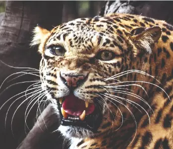 Alipurduar: Tea garden worker injured in leopard attack