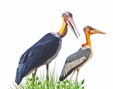 Recent study highlights alarming trend in conservation status of adjutant storks