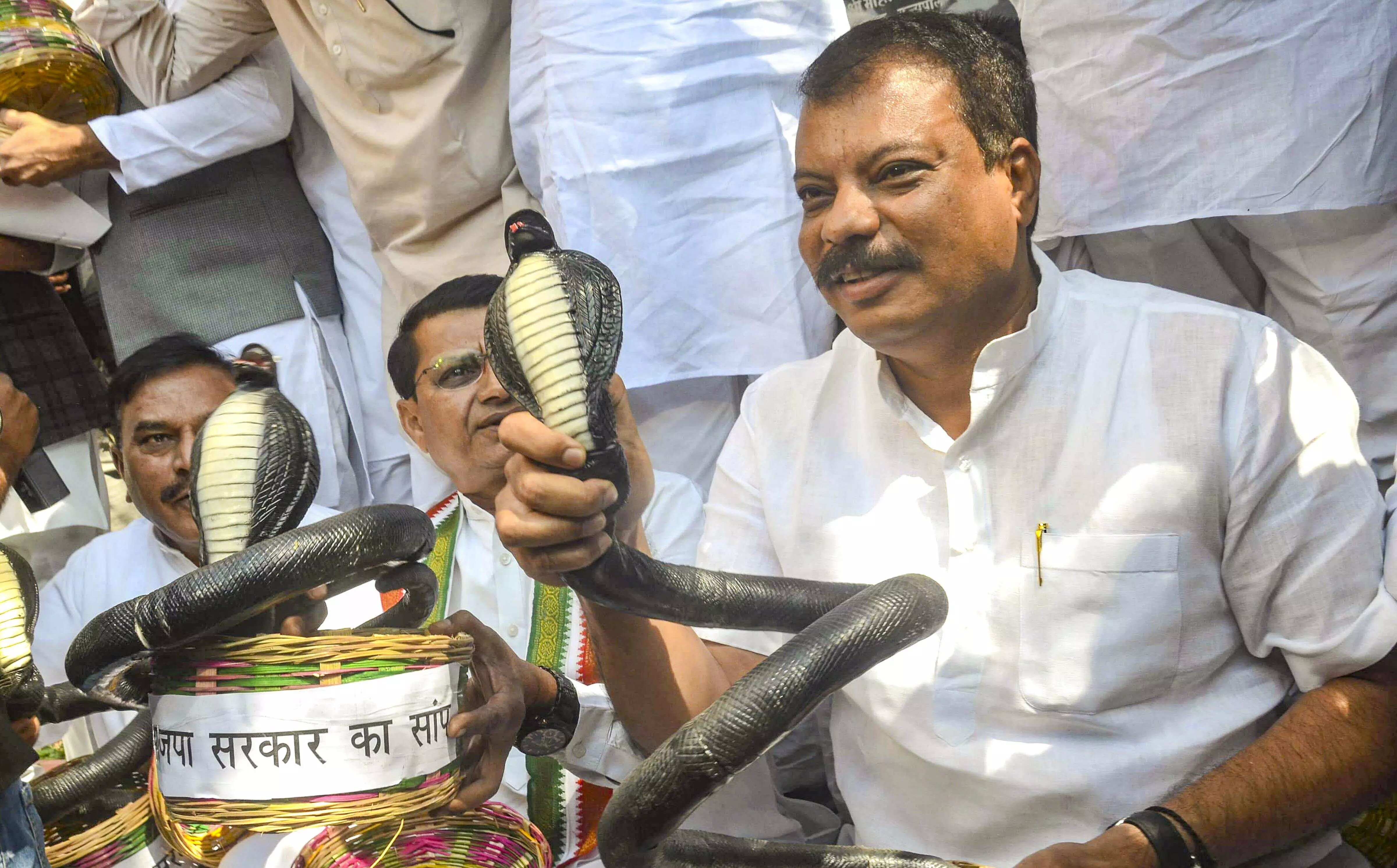 Cong MLAs in MP stage protest with plastic snakes, accuse govt of sitting on jobs like serpent