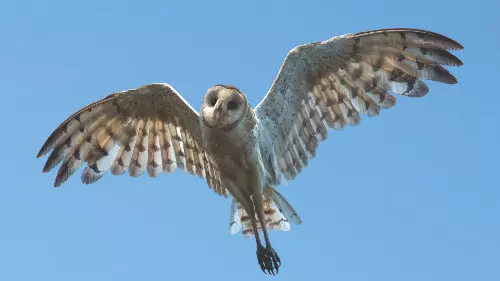 In a first, rare Australasian Grass Owl photographed in Bengal