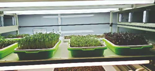 Microgreens cultivation: New era of income & health in North Bengal