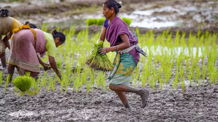 Women constitute 64.4 pc of Indias agriculture workforce, only 10 pc in top agri firms: Report